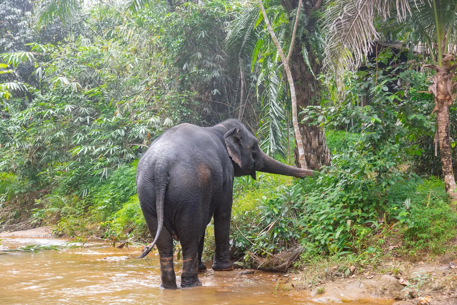 Ethical Elephant Experience
